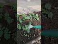 Growing Cucumber &amp; Ridge Gourd at Home 💧🌿 #ytshorts