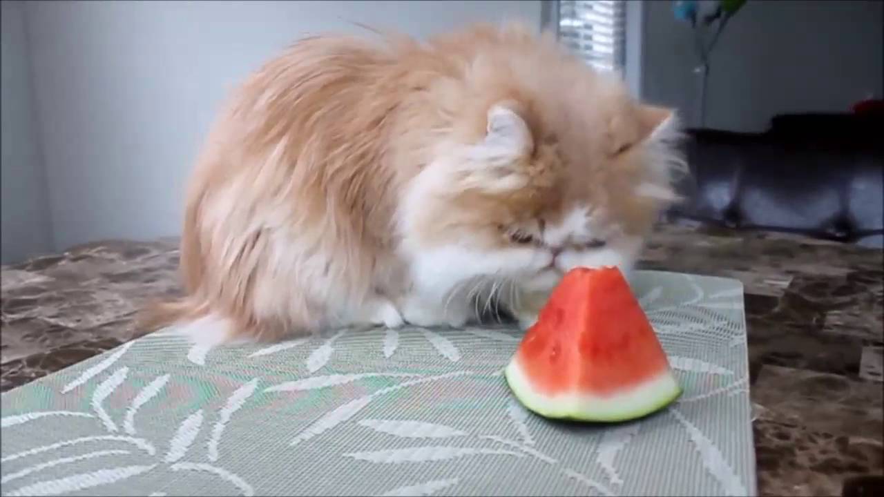 Cats eating watermelon Funny Cats Compilation (2) YouTube
