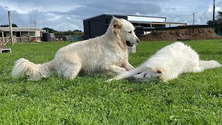 These Dogs just love to play