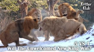 Will White Lion Leader Overthrow Lion's Reign And Become King?! (Part 2) l Kritter Klub