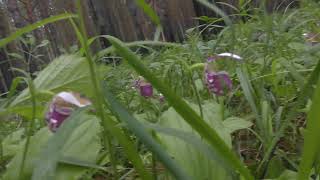 2020 05 30   Сибирская орхидея   Венерин башмачок