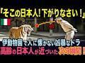 イタリア動物園の飼育員を長年悩ませてきた凶暴なトラに日本人が近づいた次の瞬間...まさかの光景に園内が驚愕