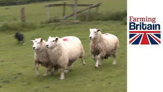 How to stop dogs worrying sheep