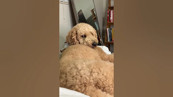 Sorry for waking you Oliver #dog #goldendoodle