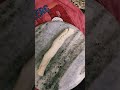 roll time
