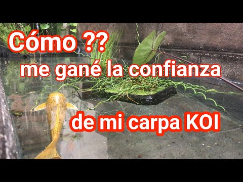 Video: Cómo criar Shih Tzus