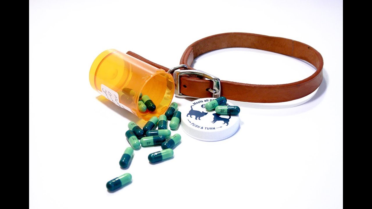 HOW TO GIVE A DOG A PILL YouTube