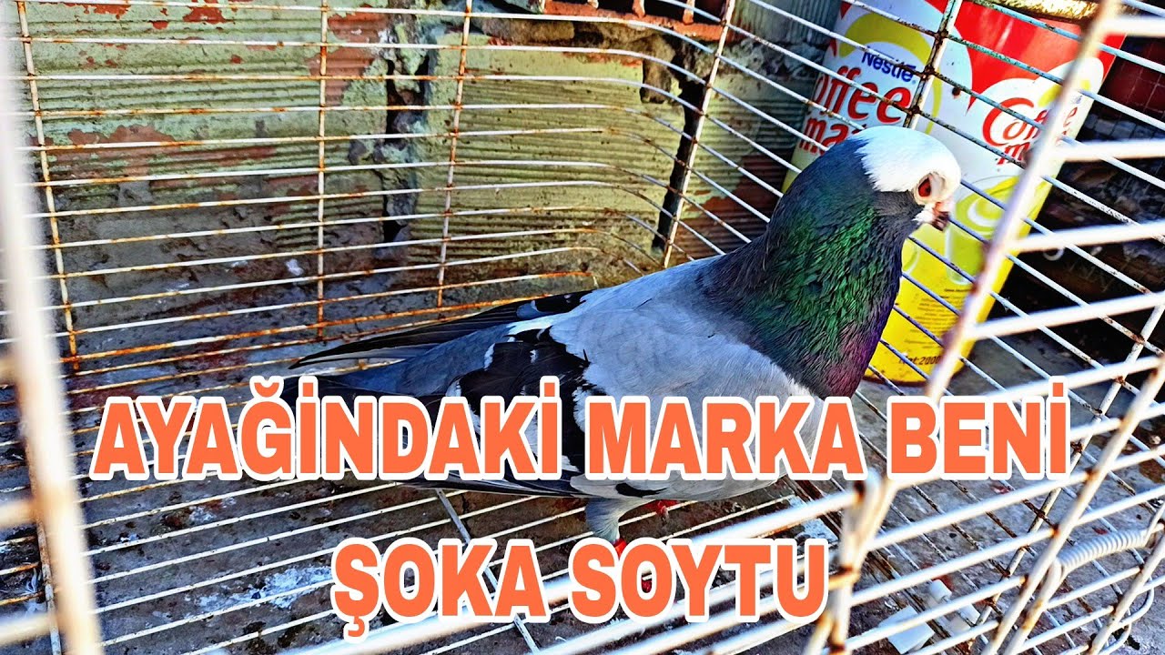 AYAĞINDAKİ MARKA BENİ ŞOKA SOKTU BENDEN YAŞLİ BU KUŞ