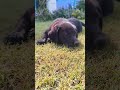 Masti wala dog