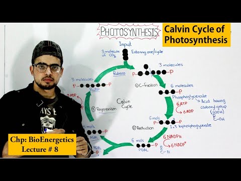 Dark Reaction Of Photosynthesis | Calvin Cycle |