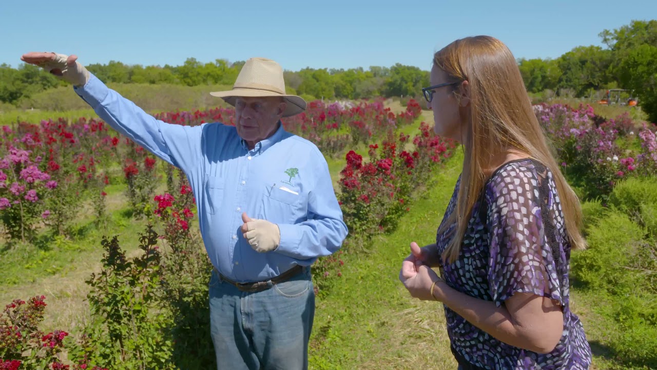 Whitcomb's Crape Myrtles