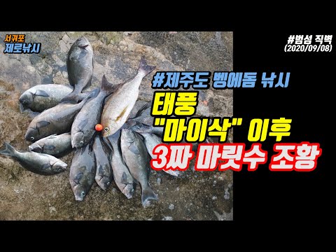 태풍 마이삭과 하이선이 지나간 제주도 범섬 남단직벽 벵에돔 조황