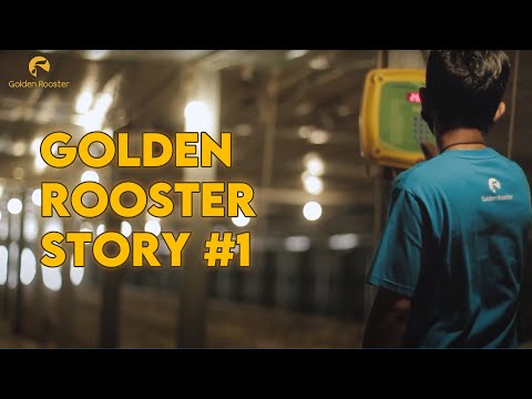 Video: Co Je „Příběh Zlatého Kohouta“