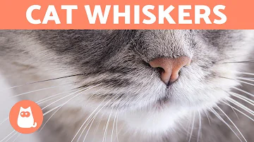 Is it normal for cats to have eyebrow whiskers?