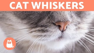 Why do CATS have WHISKERS? - What are They For?