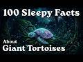 The Slow Life of Giant Tortoises to Fall Asleep To — No Adverts
