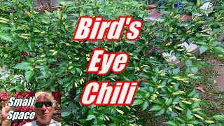 How Hot Are Bird's Eye Chili Peppers ?
