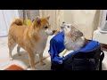 年をとり不安で鳴き続ける18歳先住犬。それを見た柴犬がとった行動に涙