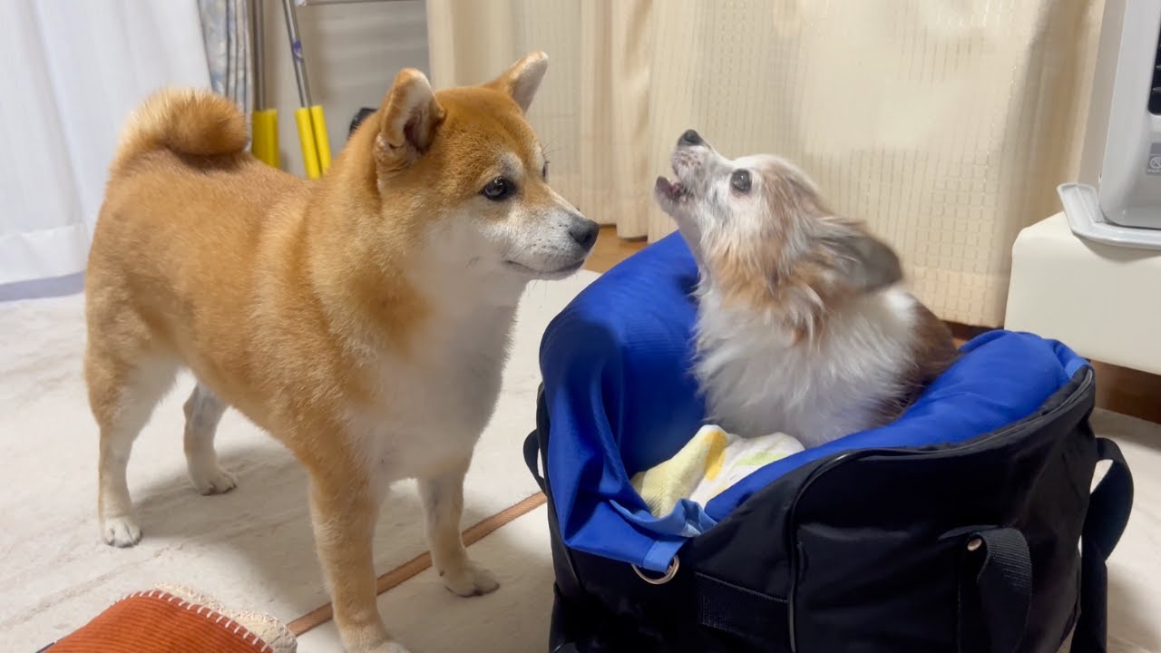 年をとり不安で鳴き続ける18歳先住犬。それを見た柴犬がとった行動に涙