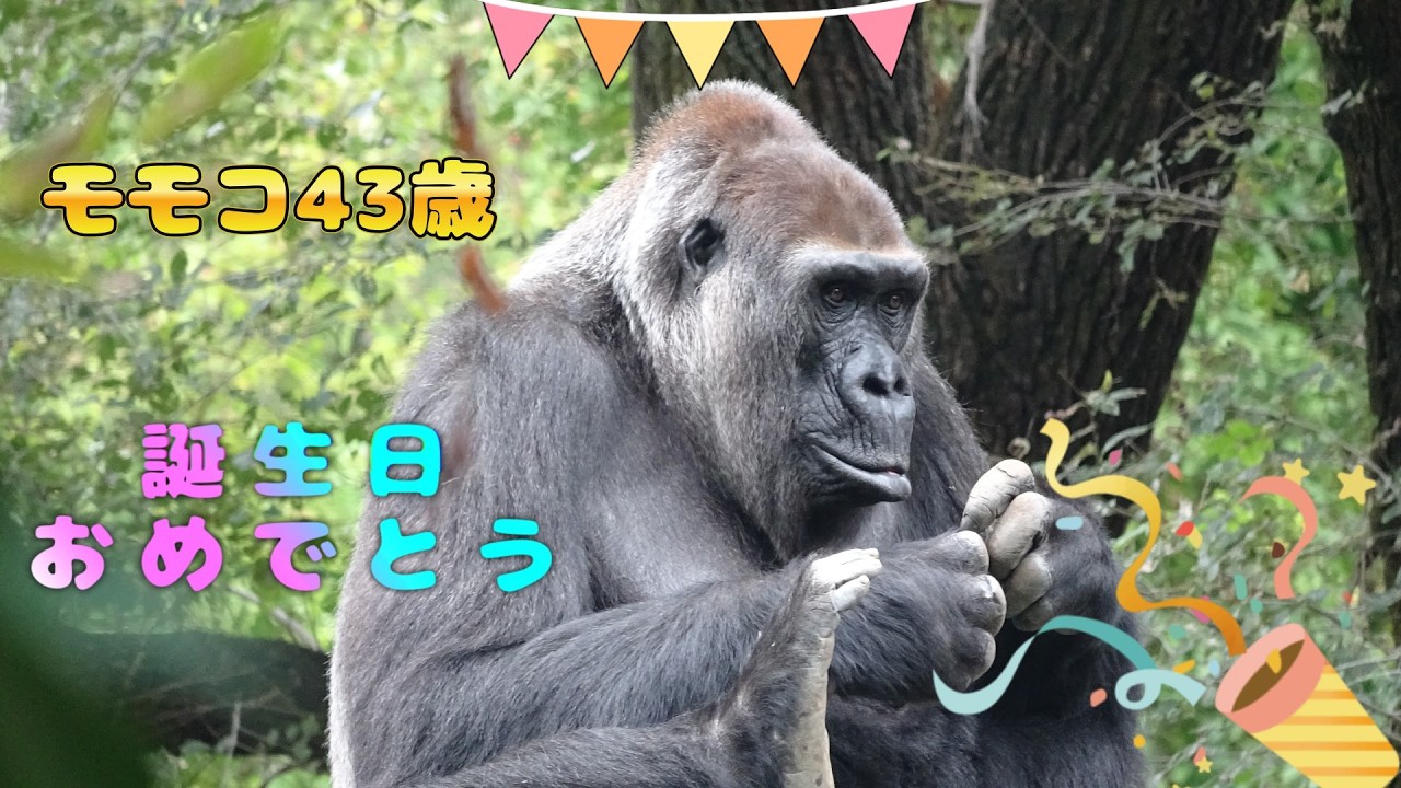 6月3日モモコ43歳の誕生日おめでとう🎂🎉 【上野動物園】 ゴリラ - YouTube