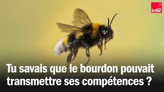 Tu savais que les bourdons transmettaient leurs compétences ?