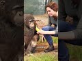 The Most HEARTBREAKING Animal Story Ever 💔🦍