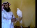 صقر أبيض وثمين جدآ اسمع سعره بس