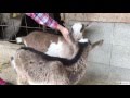 渋川動物公園 厩舎 の動画、YouTube動画。