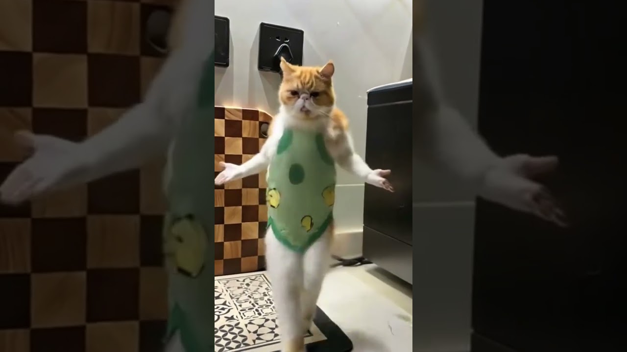 #funny #memeclip #funnymemes #cat #dankememes #funnypictures #comedymemes #memehub #youtubeshorts