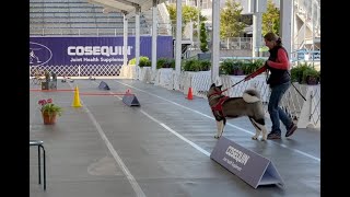 Miko - Westminster Kennel Club Scent Work Demonstration - 5/11/24
