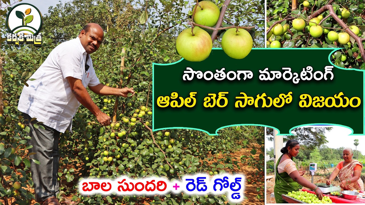 పొలం దగ్గరే రేగు పండ్లు అమ్ముతున్నాం || ఆపిల్ బెర్ సాగు | Apple Ber Farming Success | Karshaka Mitra