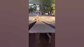 Tưởng mấy chú hươu không tìm thấy mình