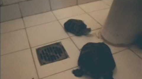 20+ year old dancing turtles - Trachemys scripta elegans (males) Red-Eared Slider aka Las Pomponas