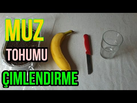 Muz fidanı üretme. Muz tohumu çimlendirme