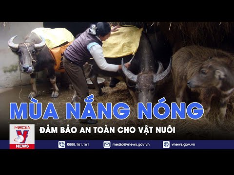 Video: Chuẩn bị chuồng của bạn cho thời tiết khắc nghiệt