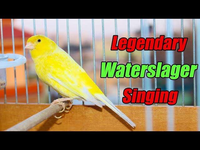 Legendary Waterslager Canary Singing For Training - وتر سلاجر class=
