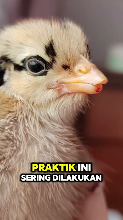 The dark side of chicken farming #animals #shortsviral #shortsvideo #reels #shorts #farming #chic...