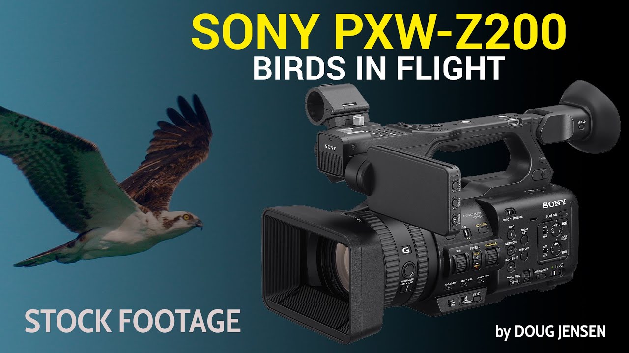 Sony PXW-Z200: BIRDS IN FLIGHT at THE BEACH