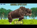 Bison | Animal Spotlight [S2E5] | SPORE