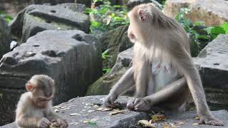 Adorable Baby Monkey videos &amp; Lovely My Monkey-