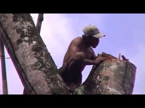 Video: Likizo Huko Bali