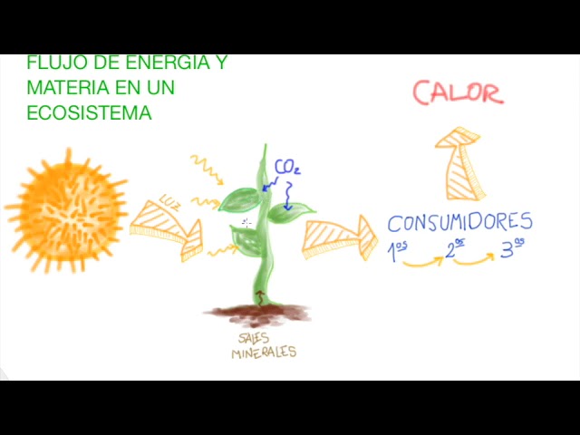 Flujo de la energía y la materia en un ecosistema - thptnganamst.edu.vn