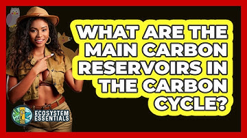What Are The Main Carbon Reservoirs In The Carbon Cycle? - Ecosystem Essentials