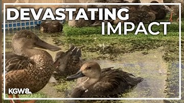 Botulism outbreak kills over 75,000 birds