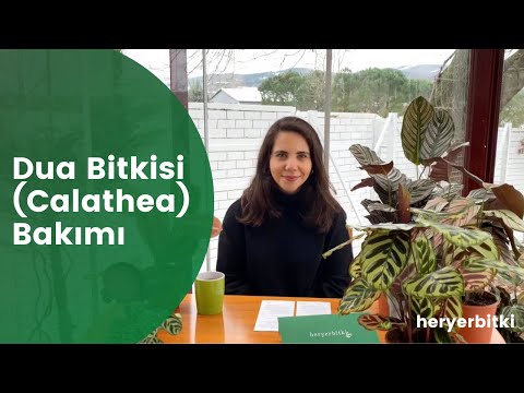 Dua Bitkisi (Calathea) Bakım Önerileri | Makoyana, Whitestar, Sanderiana, Maranta