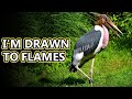 Marabou Stork facts: they chase fire | Animal Fact Files