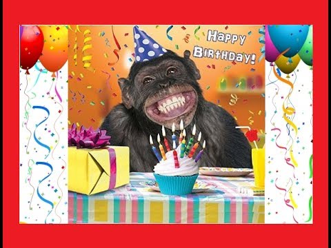 Funny Happy Birthday 🎂🍰🍷🥂Feliz Aniversário Engraçado🎈🎁🎉 - YouTube
