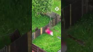 video: Watch: Manchester police capture half-naked suspect as he flees through gardens