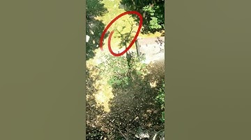❌BAD IDEA❌ #TreeClimber #DangerousJobs #BadChoice
