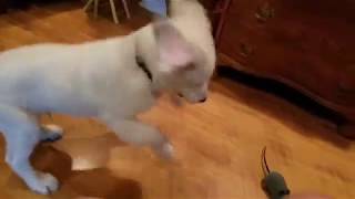 Buddy and the mouse in the house pt  1